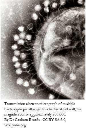Phages on Bacterium