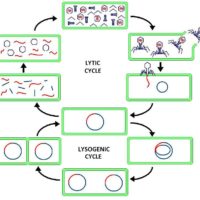 Lytic and Lysogenic Cycles