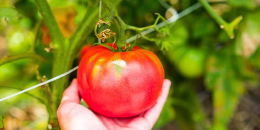 Organic Tomato