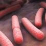 E. coli Bacteria